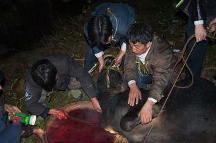 宰牛视频,揭秘宰牛现场的真实画面