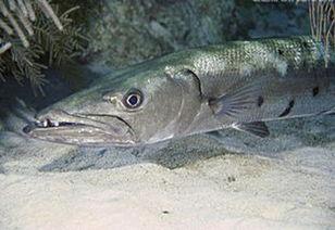 海钓线组视频,轻松掌握海钓技巧