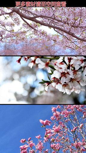 桃花视频在线观看免费,尽享视听盛宴