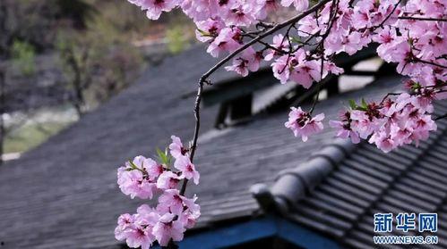 桃花视频在线观看免费,尽享视听盛宴
